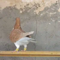 خوشرنگ زرد|پرنده|قزوین, |دیوار