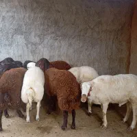 بره نر کشتاری