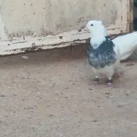 طوقی و ذاغ
