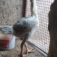 مرغ و خروس لاری