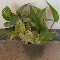 گل طبیعی|گل و گیاه طبیعی|آبدانان, |دیوار