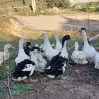 اردک محلی و خارجی غاز قوغاز