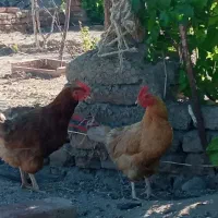 مرغ تخم گذار
