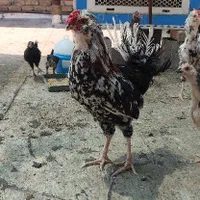 مرغ و خروس گلین لری اصل