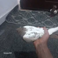 کفتر|پرنده|صدرا-فارس, فاز ۱|دیوار