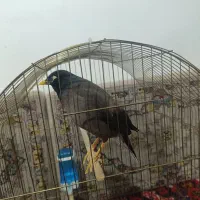 مرغ مینا|پرنده|اهر, |دیوار