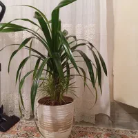 گل پاندانوس