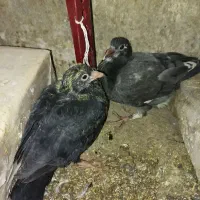 گم شده|حیوانات|گناباد, |دیوار