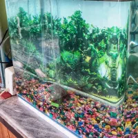 آکواریوم بزرگ سالم شرکتی|ماهی|کرمان, |دیوار