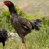 تخم لاری نطفه دار