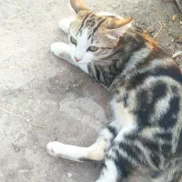 به گربه بازی گوش