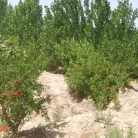 باغ مثمر دارای حق آب|فروش زمین و ملک کلنگی|تهران, خلیج فارس|دیوار