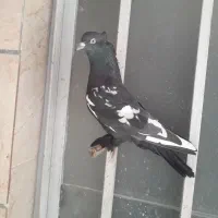 کبوتر|پرنده|شیراز, کوشک بیدک|دیوار