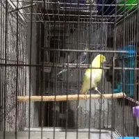 دوعدد قناری نر بالغ|پرنده|رشت, معلولین|دیوار