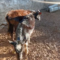 سه راس گوساله یک نر دو ماده