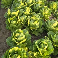 کاهو|خوردنی و آشامیدنی|حمیدیه, |دیوار