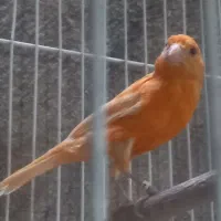 قناری رد فاکتور یا سرخ