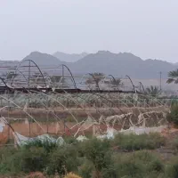 کشاورزی