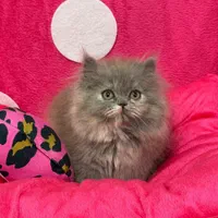 ملوسک های خوشگل|گربه|همدان, |دیوار