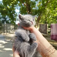 گربه بریتیش بلو