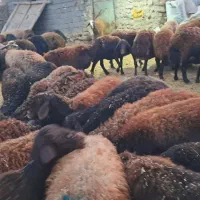 ۶۲راس میش و بره افشاری|حیوانات مزرعه|سجاس رود, |دیوار