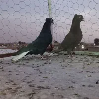 دم سفید نر و ماده|پرنده|مرودشت, زنگی آباد|دیوار