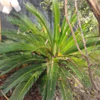 فروش گل و گیاه سیکاس ۲ عدد