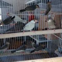 فنچ بلبلی|پرنده|جم, |دیوار