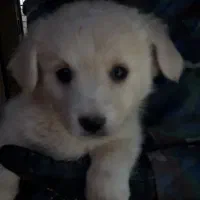 فروش 4 عدد توله|سگ|گلبهار, شهر جدید گلبهار|دیوار