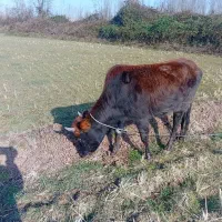 فروش ایشه|حیوانات مزرعه|رشت, نامجو|دیوار