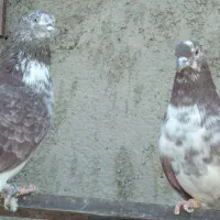 پنج جفت کفتر پرشی ومایه کفتر