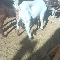 بزغاله اصیل پاکستانی نر وماده