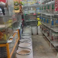 انواع پرندگان زینتی جفتی وتکی|پرنده|بابا حیدر, |دیوار
