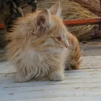 گربه میکس DSH Persian