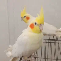 ۲  عروس  هلندی