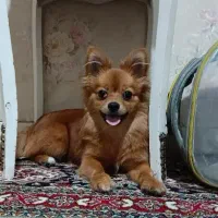 پامر روباهی