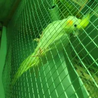 عروس هلندی لوتینو