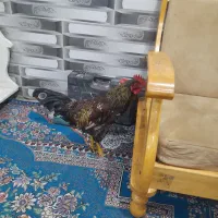 خروس خیلی خوب