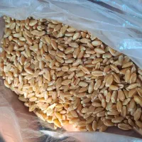 گندم بذری درجه یک|گل و گیاه طبیعی|حمیدیه, |دیوار