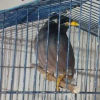 مرغ مینا سخنگو با قفس