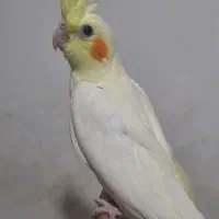 عروس هلندی نر بالغ سخنگو و سه عدد جوجه تازه دونخور|پرنده|کرج, المهدی|دیوار