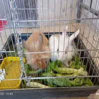 دوتا خرگوش نروماده باقفس|موش و خرگوش|سنندج, |دیوار