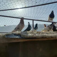 رنگی شهری پلاکی