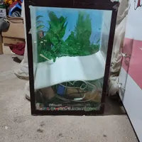 ماهی آکواریوم