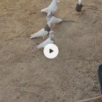 کبوتر طوقی سرکه ای