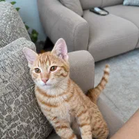 واگذاری گربه dsh