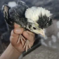 جوجه لهستانی 30روز