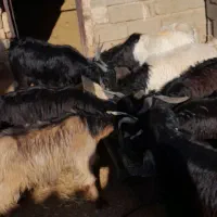 کهره نر ..|حیوانات مزرعه|پاسارگاد, |دیوار