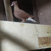جوجه سرخ دم سفید و شیخی ساعتی دانه ۵۰۰