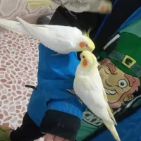 ۳ تا عروس هلندی یکی نر ۲ تا ماده